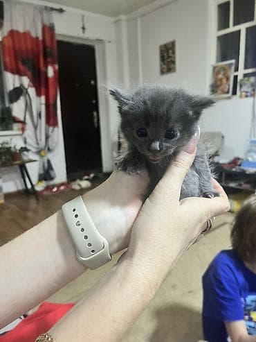 веслаухие кошки: Котята, короткошерстные, окрас: один черный, второй дымчато‑серый с — 2