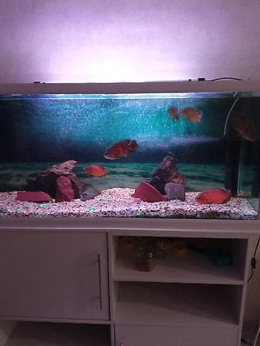 продаю кукуруз: Рыбки астронотусы — 4