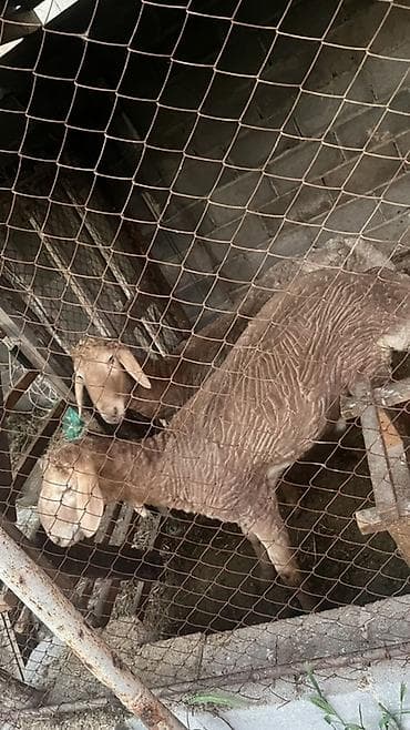 мел для животных: Продаю | Овца (самка) | Для разведения — 2