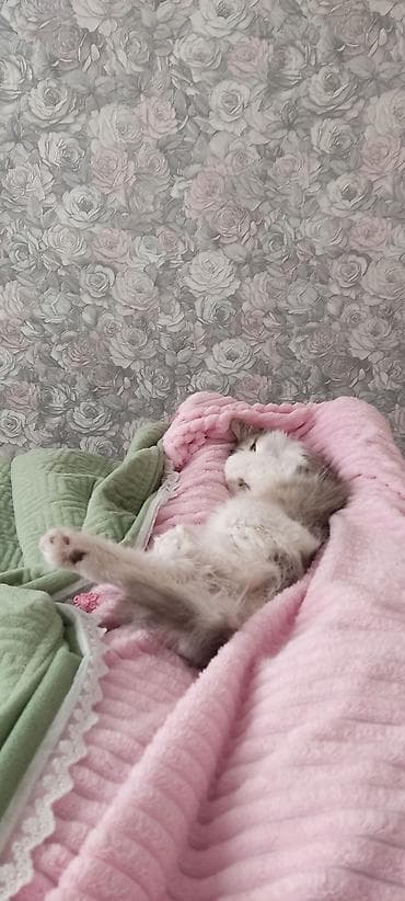 сколько стоит сиамские кошки: Кошка даром: Сибирская, 1 год, Девочка — 4