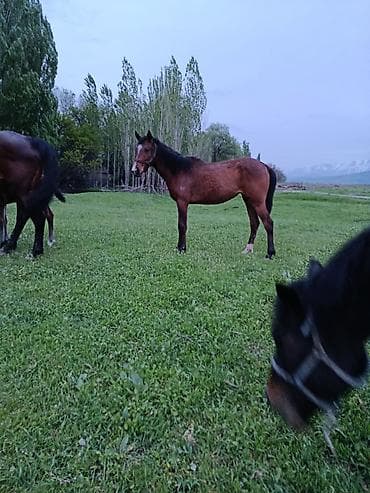 Сатам | Бээ (ургаачы) | Көбөйтүү үчүн | Асыл тукумдуу