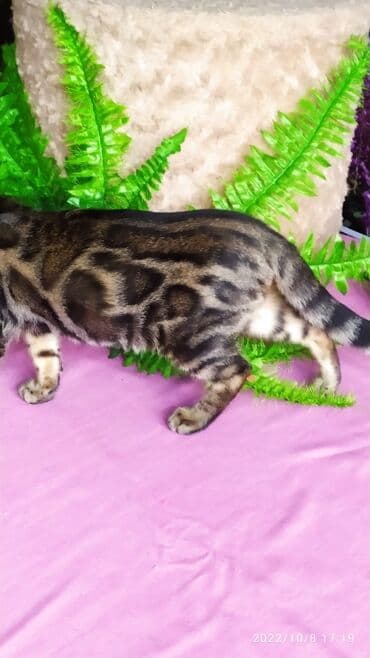 carters для мальчика: Проф питомник бен гла мур предлагает Бенгальских котят. Элитных — 1