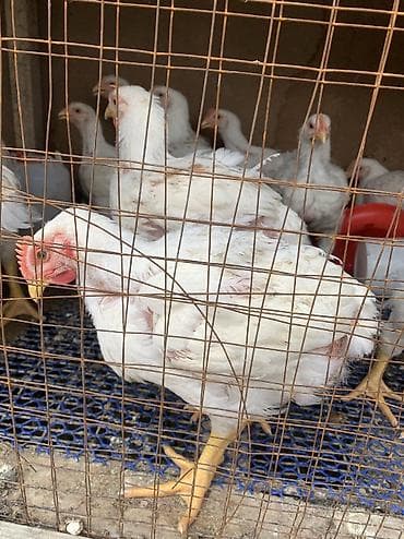 узи для животных бишкек: Продаю | Куры, Петух | РОСС 308, Бройлерная | На забой — 3