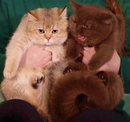 добрый: Котята Редкие Корица!!! Элитные британцы окраса Циннамон – эксклюзивно — 3