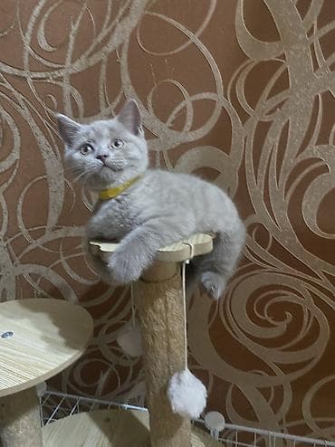козу сатылат бишкек: Скотиш Страйт (Шотландиялык тик кулактуу), 2 айлык, Ургаачы, Кызгылт көгүш, Лотокко барууга үйрөтүлгөн — 1