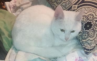 кошка вислоухие: Отдам в хорошии руки котик 5месяцев . проглистован . ласковый — 1