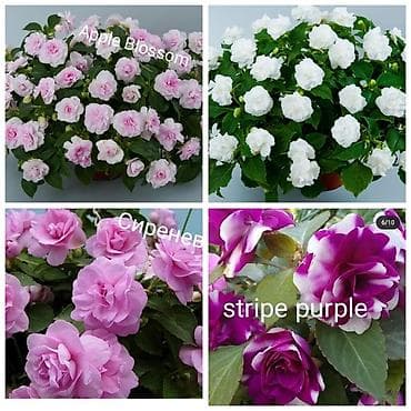 В наличии крупные детки, бальзаминов по 100 с -150 с. Возможна