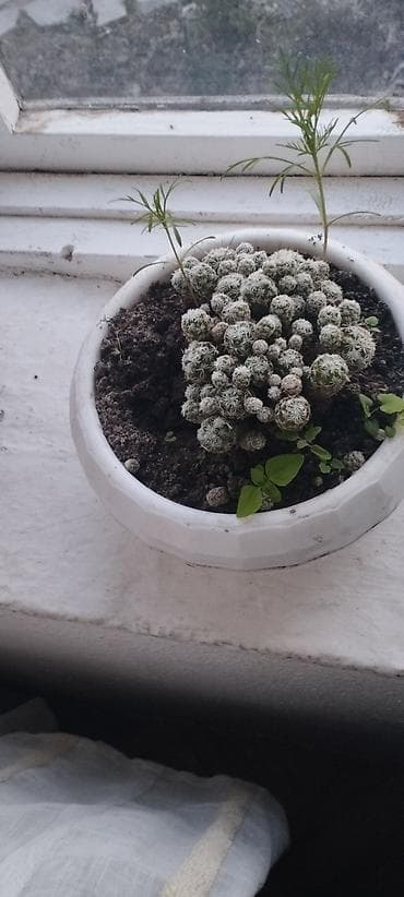 осень весна: Многолетние садовые растения — коллекция декоративных цветов — 6