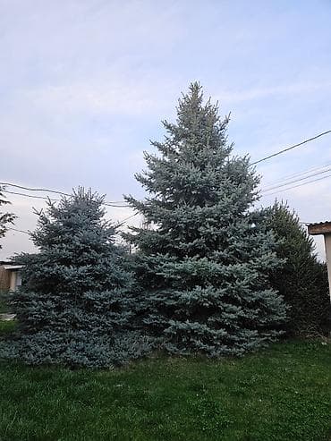 символическую: Продаю Елки от 3 до 6+ метров. 3 зеленые и 3 голубые. По отдельности — 1