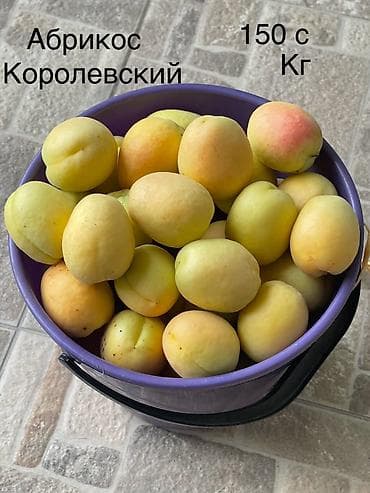 кок алма: Абрикосы Королевский, Оптом, В розницу — 1