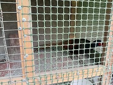 А/ч жаныбарлары үчүн тоюттар: Фазан румынский пара 4000 молодые прошлогодний — 4