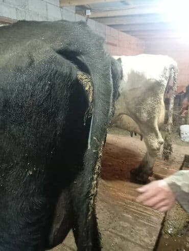 купить собаку немецкую овчарку: Телочки голштинской породы 8ми месячные. звоните спрашивайте — 1