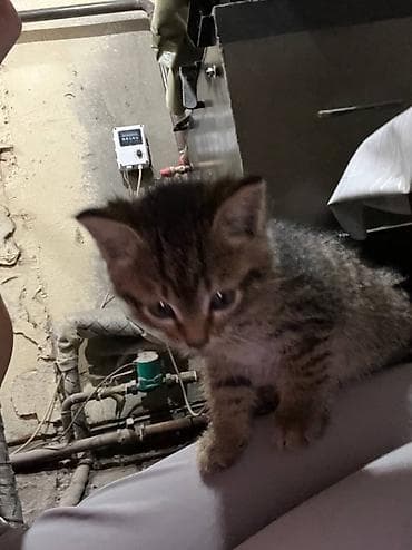 хомяк домашний купить: Кошка даром: Беспородная, Мальчик, Приучена к лотку — 1