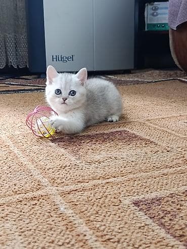 шотландский вислоухий кот: Британский короткошёрстный котёнок, окрас серебристая — 5