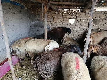 Козы, козлы: Продаю | Овца (самка) | Для разведения | Матка — 2