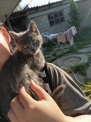 4 месяца, Девочка, Приучена к лотку