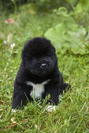 акита ину о породе: Щенки американской акиты готовятся к предварительному бронированию — 4