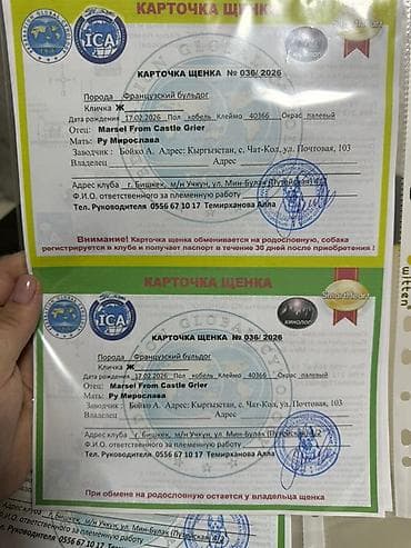 шотландская кошка бишкек: Щенки французского бульдога - Порода: французский бульдог - Окрас — 6