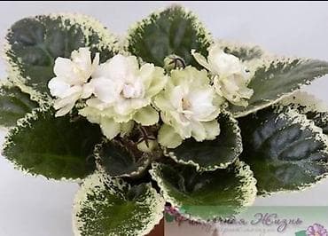 Фиалки и глоксинии: 🌱🌺🌱 Продаю сортовые ДЕТКИ,СТАРТЕРЫ стандартных, трейлерныхмини и — 3