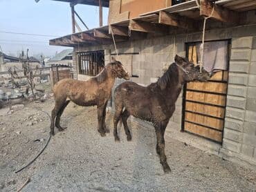 охотничий собака дратхар: Продаю | Жеребец | Рабочий — 1