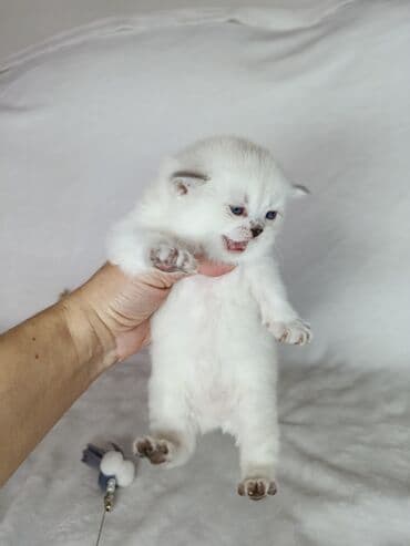 абиссинская кошка бишкек: Скотиш Страйт (Шотландская прямоухая), 2 месяца, Девочка, Золотая шиншилла — 1