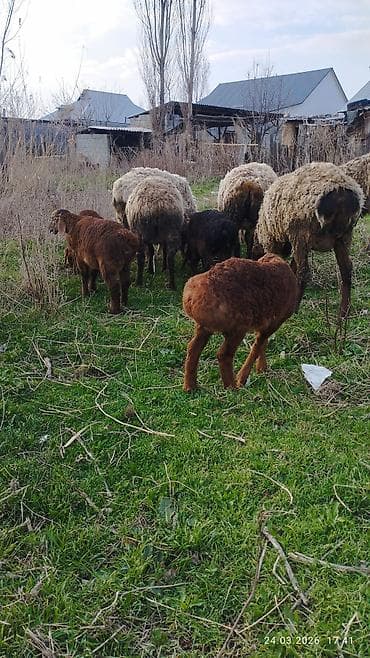 кормушки для птиц: Продаю | Овца (самка) | Для разведения | Матка — 7