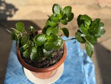 цветы в горшках бишкек цена: Цветы по 100 — 6