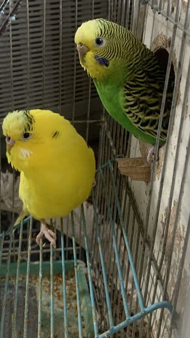 купить инкубационное яйцо несушек: Готовы к продаже волнистые попугаи домашнего выводка с гнезда возраст — 10