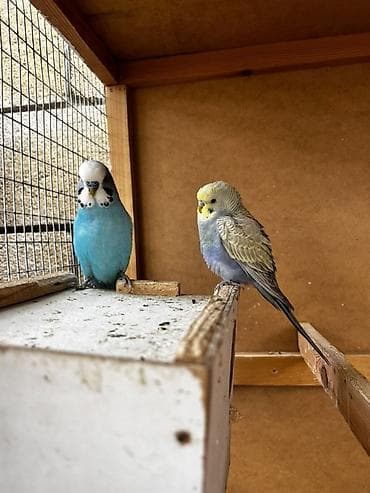 волнистые попугай: Волнистые попугаи (budgerigar) различных окрасов. Описание: - — 8