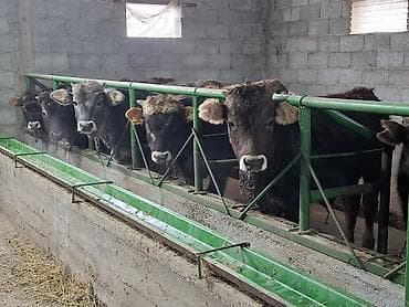 седло спортивная: Продаю | Бык (самец) | Швицкая | Для разведения — 1