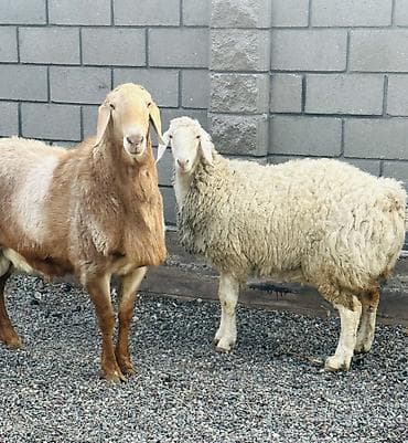 баран матки: Продаю | Овца (самка), Ягненок, Баран (самец) | Гиссарская, Арашан | Для разведения | Племенные, Матка, Ярка — 2