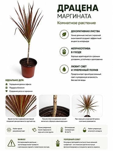 драцена купить: Драцена маргината — комнатное растение - Декоративная листва: узкие — 1