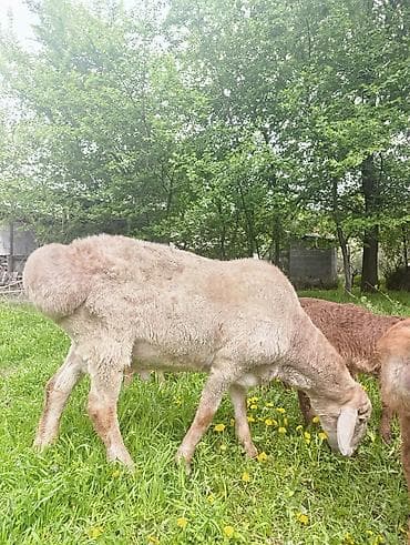 Продаю | Баран (самец) | Арашан | Для разведения | Осеменитель