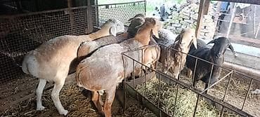 пони животное: Продаю | Баран (самец) | На забой, Для разведения — 4