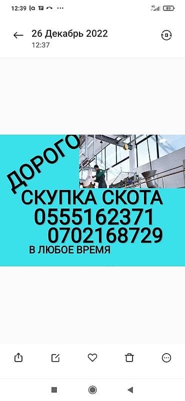 Куплю | Коровы, быки, Лошади, кони, Другие с/х животные | Круглосуточно, Любое состояние, Забитый at lalafo.kg Куплю | Коровы, быки, Лошади, кони, Другие с/х животные | Круглосуточно, Любое состояние, Забитый