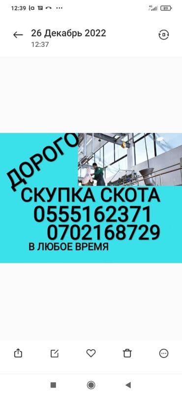 сухой корм для кошек оптом: Куплю | Коровы, быки, Лошади, кони, Другие с/х животные | Круглосуточно, Любое состояние, Забитый — 1