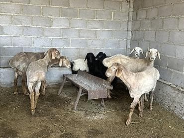 венгерская овчарка: Продаю | Овца (самка) | Для разведения | Матка — 1