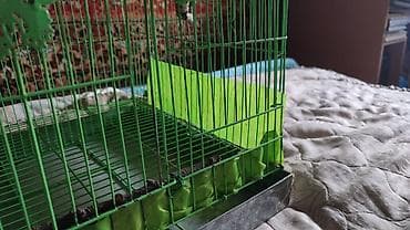 птичий домик: Защитные сетки от птиц — 4