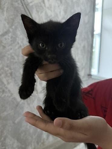 Продажа кошек: Котёнок, окрас — чёрный (короткошёрстный) Описание: - Миниатюрный — 1