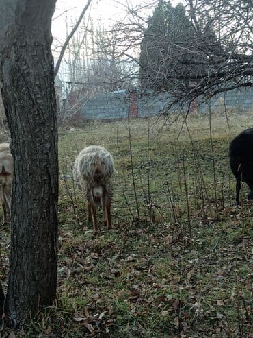 купить домашнюю черепаху: Продаю | Баран (самец) — 3