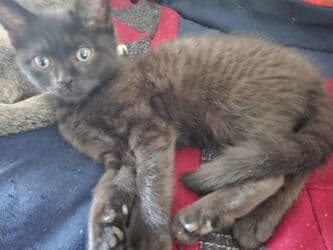 новорожденные котята: 2 месяца, Девочка, Приучена к лотку — 3