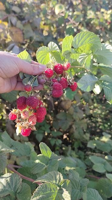 продаю коз: Малина Оптом — 1