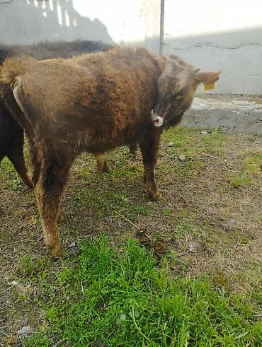 кой сойушка: Продаю | Бык (самец) | Алатауская | На откорм — 6