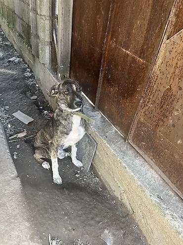 приют куда можно отдать собаку: Отдам в добрые руки — 1