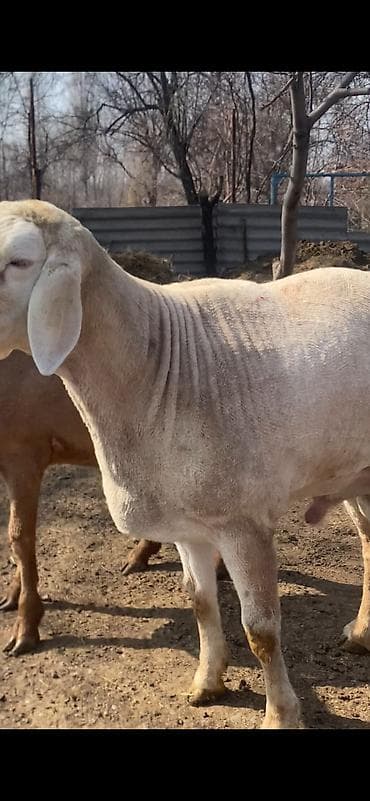 баран кант: Продаю | Баран (самец) | Арашан | Для разведения — 6