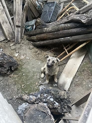 питбуль маленький: Щенок метис, среднего размера во взрослом возрасте. Окрас — 2
