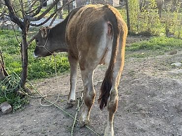 ат сатлат: Продаю | Тёлка, Музоо, торпок | На откорм | Отела не было — 5