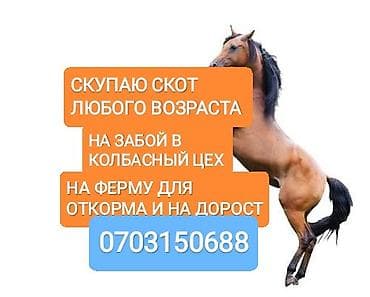 бос уй: Колбаса цехи : Уйлар, букалар, Жылкылар, аттар, | Союуга, этке — 1