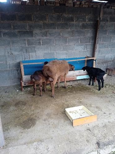 Аквариумдар: Сатам | Ургаачы кой (ургаачы) | Көбөйтүү үчүн | Ургаачы — 2