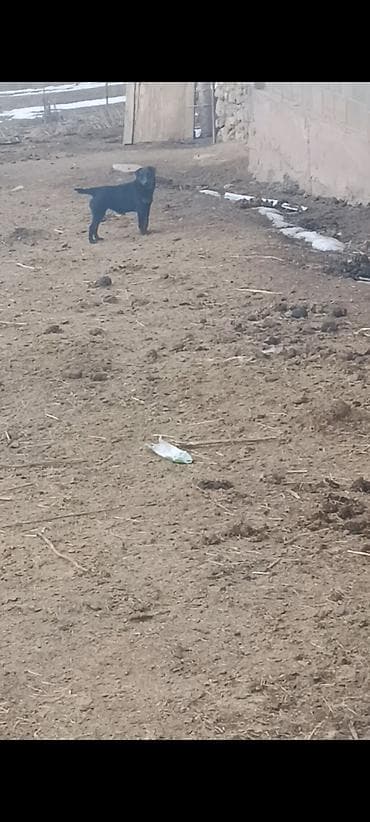 собаки пудели: Щенок, похожий на метиса охранных пород: компактного размера, крепкого — 3